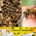 மஸ்கெலியா பகுதியில் குளவி கொட்டுக்கு இலக்காகி 6 பேர் வைத்தியசாலையில் அனுமதி!