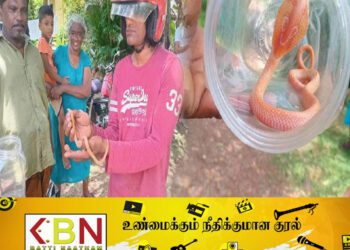 இலங்கையில் பிடிபட்ட அரியவகை இளஞ்சிவப்பு நிற நாகபாம்பு!