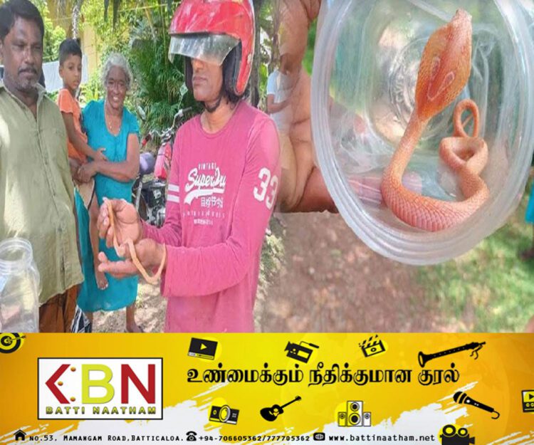 இலங்கையில் பிடிபட்ட அரியவகை இளஞ்சிவப்பு நிற நாகபாம்பு!
