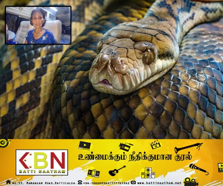 இரண்டு மணிநேரமாக மலைப்பாம்பின் பிடியில் சிக்குண்டிருந்த பெண் மீட்பு!