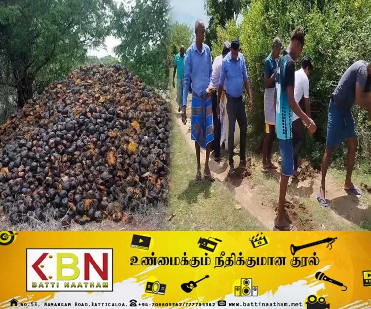 வவுணதீவு காட்டுப்பகுதியில் 25 000 பனவிதைகள் நடும் வேலைத்திட்டம் ஆரம்பம்!