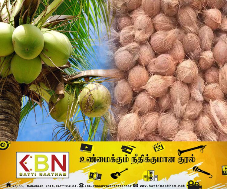 தேங்காயின் விலை சடுதியாக அதிகரிப்பு!