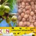 தேங்காயின் விலை சடுதியாக அதிகரிப்பு!