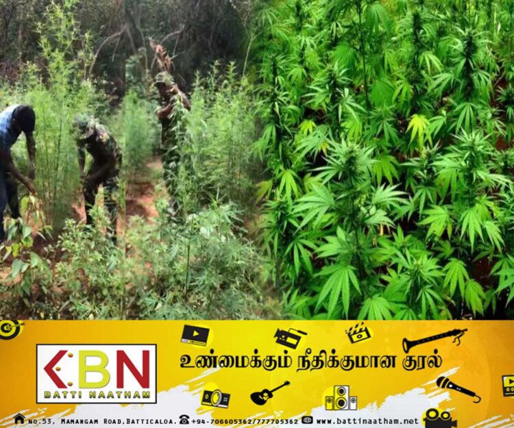 கஞ்சா தோட்டம் முற்றுகை; இளைஞன் கைது!
