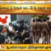 இணையவழி நிதி மோசடியில் ஈடுபட்ட 120 சீன பிரஜைகள் கைது!