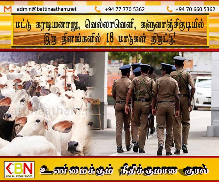மட்டு கரடியனாறு, வெல்லாவெளி, களுவாஞ்சிகுடியில் இரு தினங்களில் 18 மாடுகள் திருட்டு!