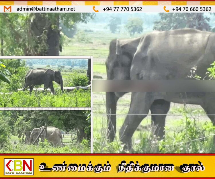 மட்டு கோப்பாவெளி கிராமத்தினுள் சுற்றித்திரியும் நோய்வாய்ப்பட்ட காட்டு யானை; பொது மக்கள் விடுத்துள்ள கோரிக்கை