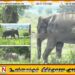 மட்டு கோப்பாவெளி கிராமத்தினுள் சுற்றித்திரியும் நோய்வாய்ப்பட்ட காட்டு யானை; பொது மக்கள் விடுத்துள்ள கோரிக்கை