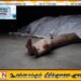 தாயை தனிமையில் விட்டு விட்டு வெளிநாடு சென்ற பிள்ளைகள்; வயோதிப பெண் தவறான முடிவெடுத்து உயிர்மாய்ப்பு