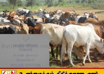 கன்றுக்குட்டியை வெட்டிய திருடர்கள்; வெல்லாவெளி பகுதியில் மாடுகள் களவாடப்படும் சம்பவங்கள் அதிகரிப்பு