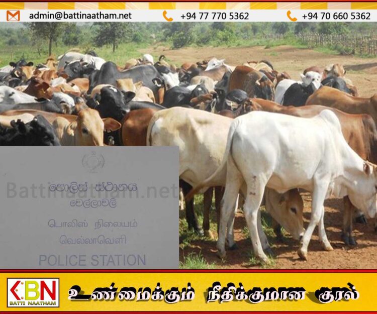 கன்றுக்குட்டியை வெட்டிய திருடர்கள்; வெல்லாவெளி பகுதியில் மாடுகள் களவாடப்படும் சம்பவங்கள் அதிகரிப்பு