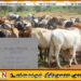 கன்றுக்குட்டியை வெட்டிய திருடர்கள்; வெல்லாவெளி பகுதியில் மாடுகள் களவாடப்படும் சம்பவங்கள் அதிகரிப்பு