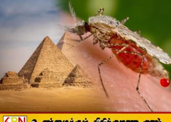 மலேரியா இல்லாத நாடாக மாறியது எகிப்து