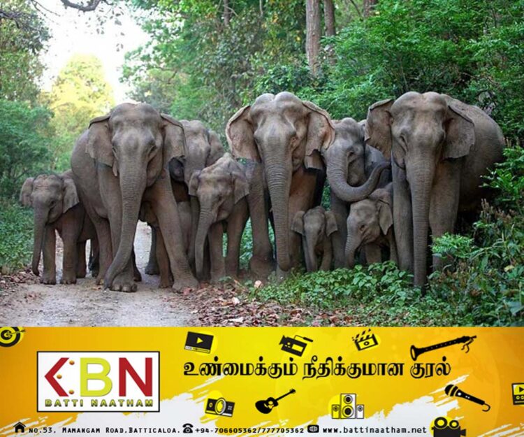 யானைத் தாக்குதல் குறைவடைந்ததற்கு நாம் மேற்கொண்ட நடவடிக்கைகளே காரணம் என வனவிலங்கு பாதுகாப்பு திணைக்களம் தெரிவிப்பு!