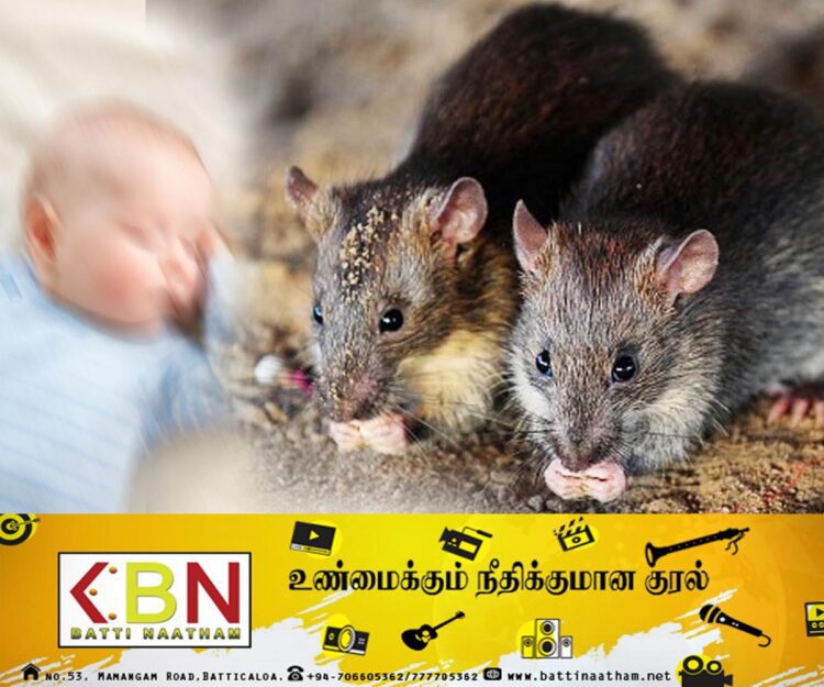 50க்கும் மேற்பட்ட எலிகளால் கடித்து குதறப்பட்ட குழந்தை; தந்தைக்கு 16 ஆண்டுகள் சிறை!