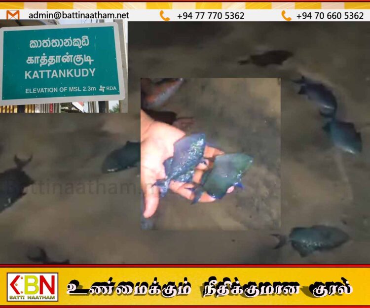 காத்தான்குடி கடற்கரையில் கரையொதுங்கும் ஊம்பல் மீன்கள்