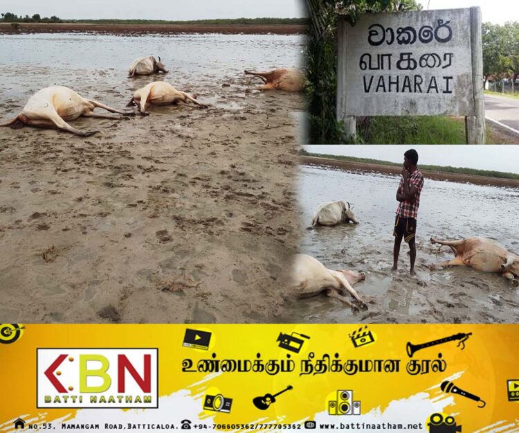 மட்டக்களப்பு வாகரையில் இடியுடன் கூடிய மின்னல் தாக்கத்தினால் கால்நடைகள் உயிரிழப்பு!