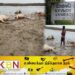 மட்டக்களப்பு வாகரையில் இடியுடன் கூடிய மின்னல் தாக்கத்தினால் கால்நடைகள் உயிரிழப்பு!