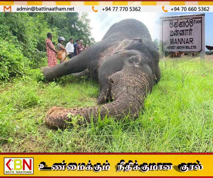 ஆண் யானை ஓன்று உயிரிழந்த நிலையில் மீட்பு; மன்னாரில் சம்பவம்