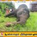 ஆண் யானை ஓன்று உயிரிழந்த நிலையில் மீட்பு; மன்னாரில் சம்பவம்