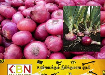 பெரிய வெங்காயத்தின் விலையை அதிகரிக்க வேண்டுமென அரசிடம் விவசாயிகள் கோரிக்கை!
