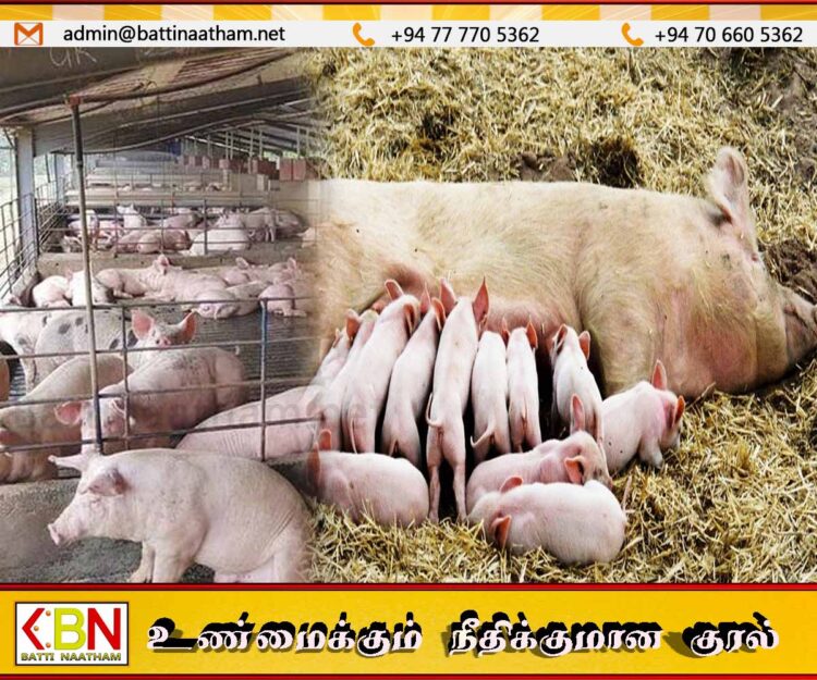 அநுராதபுரம் மாவட்டத்தில் 1000க்கும் மேற்பட்ட பன்றிகள் வைரஸ் தொற்றினால் உயிரிழப்பு!