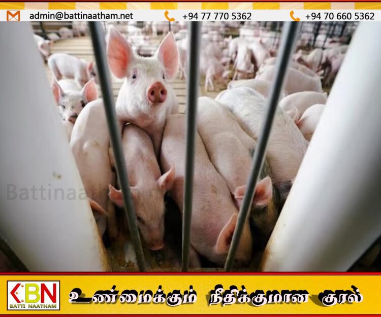 இலங்கையில் உள்ள பன்றிகளுக்கு ஆபிரிக்க சுவாச நோய்