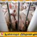 இலங்கையில் உள்ள பன்றிகளுக்கு ஆபிரிக்க சுவாச நோய்