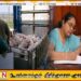 மாவட்டங்களுக்கிடையே பன்றிகளை கொண்டு செல்ல தடை !