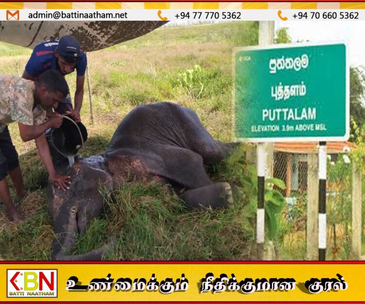 புத்தளம் பகுதியில் யானை குட்டியொன்று சடலமாக மீட்பு