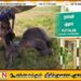 புத்தளம் பகுதியில் யானை குட்டியொன்று சடலமாக மீட்பு