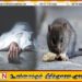 யாழ்ப்பாணத்தில் எலிகாய்ச்சல் காரணமாக இளம் குடும்பஸ்தர் ஒருவர் பரிதாபமாக உயிரிழந்துள்ளார்.