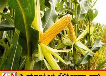 சோளத்தின் இறக்குமதியை குறைக்க நடவடிக்கை