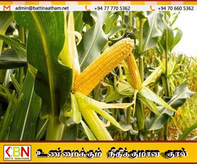 சோளத்தின் இறக்குமதியை குறைக்க நடவடிக்கை
