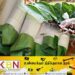 வெற்றிலை மற்றும் பாக்கு விலை அதிகரிப்பு!