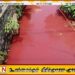 தெஹிவளையில் சிவப்பு நிறமாக மாறிய கால்வாய்