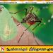டெங்கு நோய் தாக்கம்; வடக்கு, கிழக்கு மக்களுக்கு விடுக்கப்பட்டுள்ள எச்சரிக்கை!