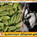 ஏலக்காய் ஒரு தொகையுடன் கட்டுநாயக்காவில் ஒருவர் கைது