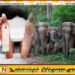 காட்டு யானை தாக்குதலுக்கு இலக்காகி குடும்பஸ்தர் பலி