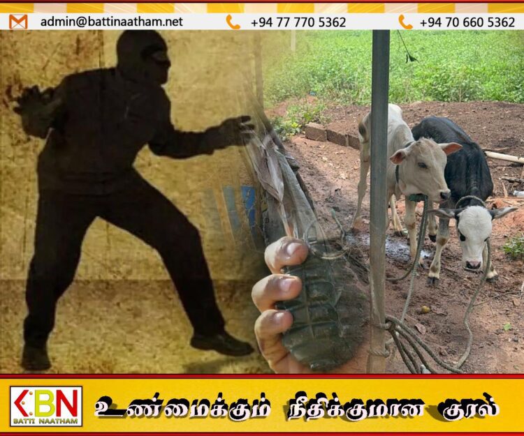 மாடு திருடியவர்களிடம் கைக்குண்டு மீட்பு