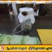 யாழ் ஆலயமொன்றில் கைவரிசை காட்டியவர்கள் கைது