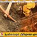 அம்பாந்தோட்டையில் புதையல் தோண்டிய மூவர் கைது