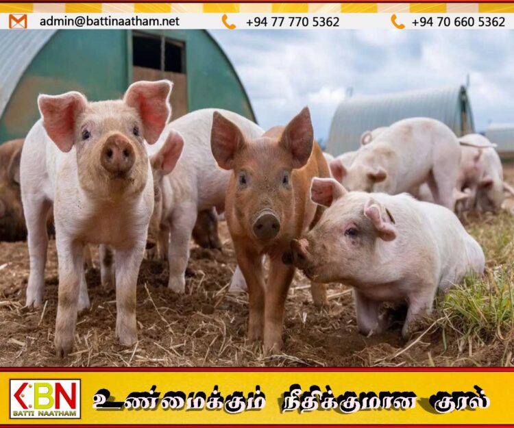 நாடளாவிய ரீதியில் உள்ள அனைத்து பன்றி பண்ணை உரிமையாளர்களும் விஷேட கோரிக்கை