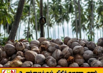 தேங்காய் தட்டுப்பாட்டிற்கு தீர்வாக புதிய கலப்பின தென்னை இனங்களை அறிமுகம் செய்யத் தீர்மானம்