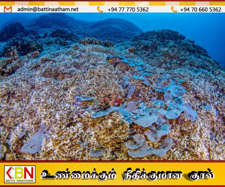 500 ஆண்டுகள் பழமையான பவளப்பாறை கண்டுபிடிப்பு