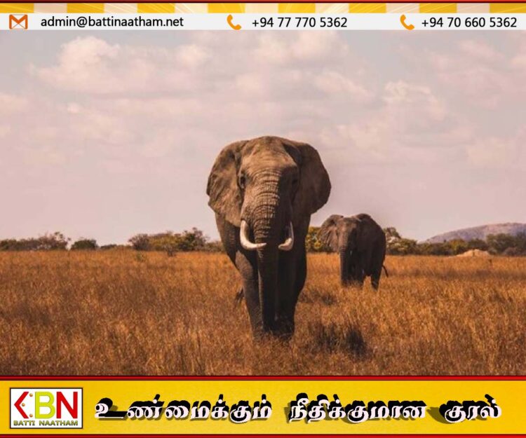 காட்டு யானைகளை புகைப்படம் எடுக்க சென்றோர் யானைகளின் தாக்குதலுக்கு இலக்காகி வைத்தியசாலையில் அனுமதி
