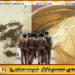 முல்லைத்தீவு கடற்கரை பகுதியில் புதைக்கப்பட்ட நிலையில் வெடிப்பொருள் மீட்பு