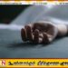 தந்தைக்கு பொய் சாட்சி வழங்கிய மகன்; உயிரிழந்த தாய்