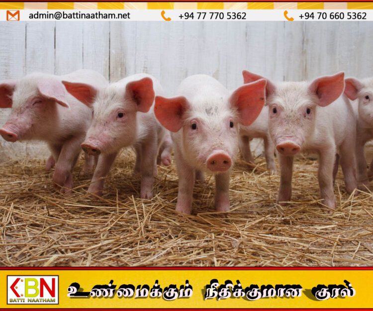 வேகமாக பரவிவரும் ஆபிரிக்க பன்றிக்காய்ச்சல்; நாட்டில் நூறு பன்றிகள் உயிரிழப்பு