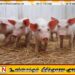 வேகமாக பரவிவரும் ஆபிரிக்க பன்றிக்காய்ச்சல்; நாட்டில் நூறு பன்றிகள் உயிரிழப்பு